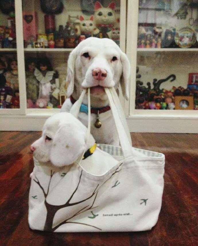 比格犬父子
