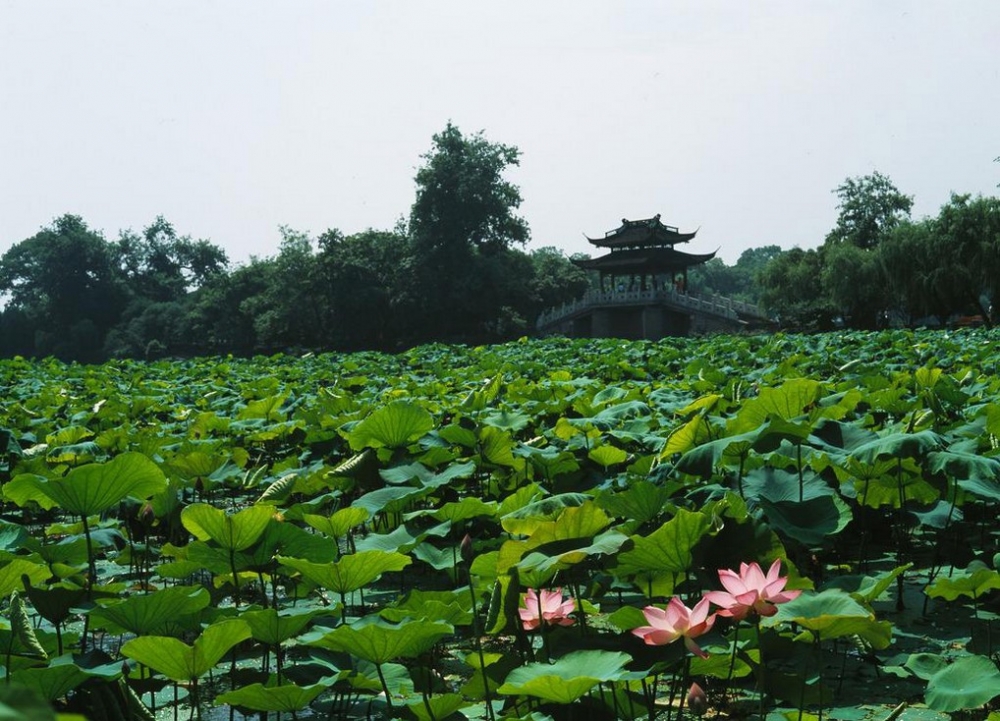 曲院风荷西湖荷叶风景图片集