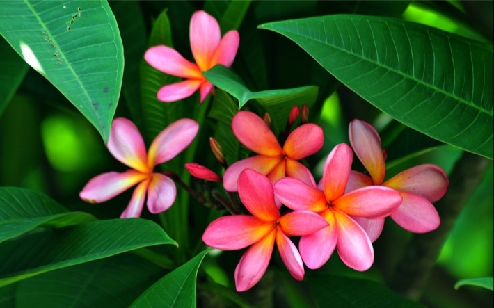 粉红色鸡蛋花高清桌面壁纸下载