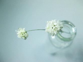小清新唯美图片大全合辑 下一个花季