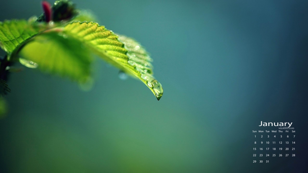 2017年1月清新植物护眼日历壁纸