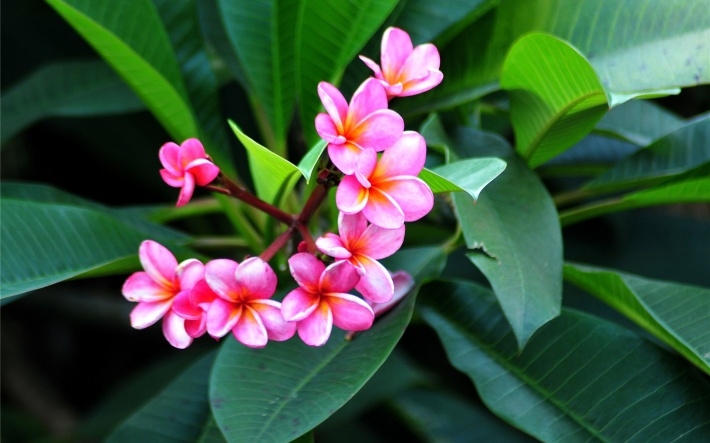 粉红色鸡蛋花高清桌面壁纸下载