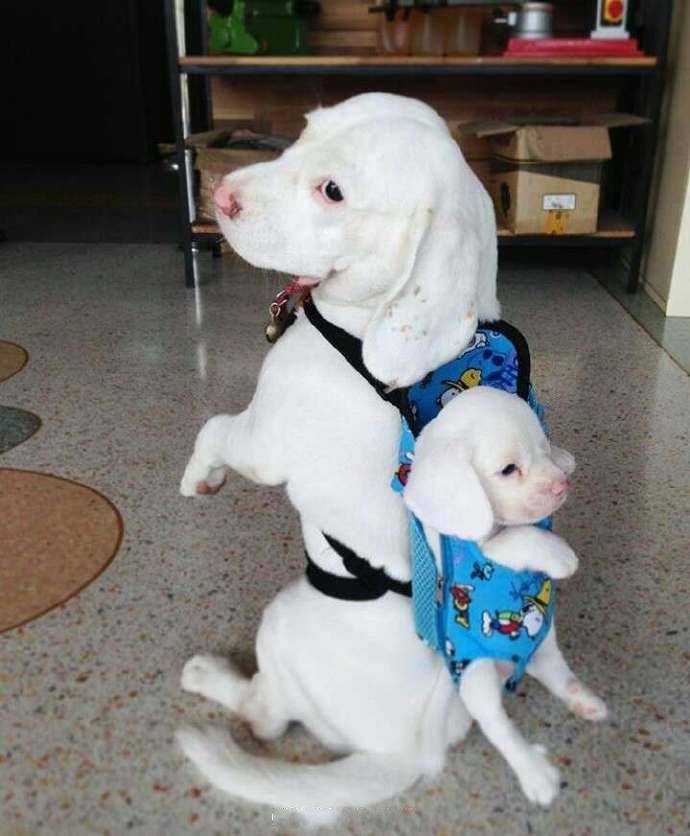 比格犬父子