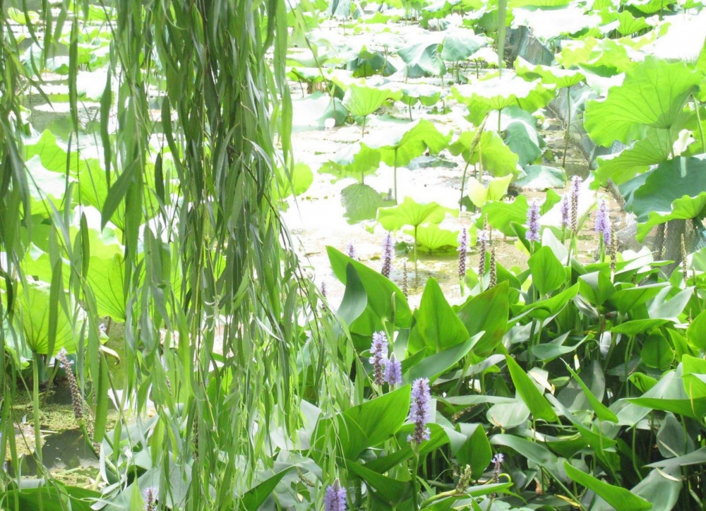 曲院风荷西湖荷叶风景图片集
