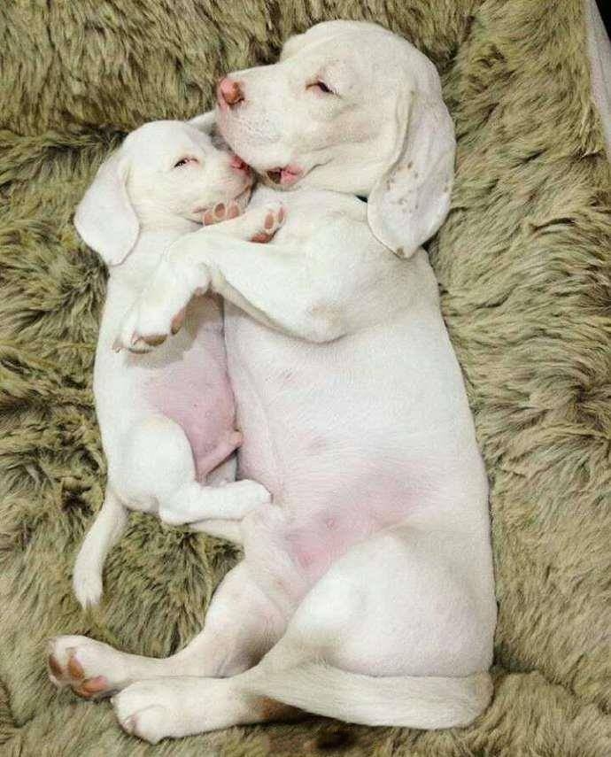 比格犬父子
