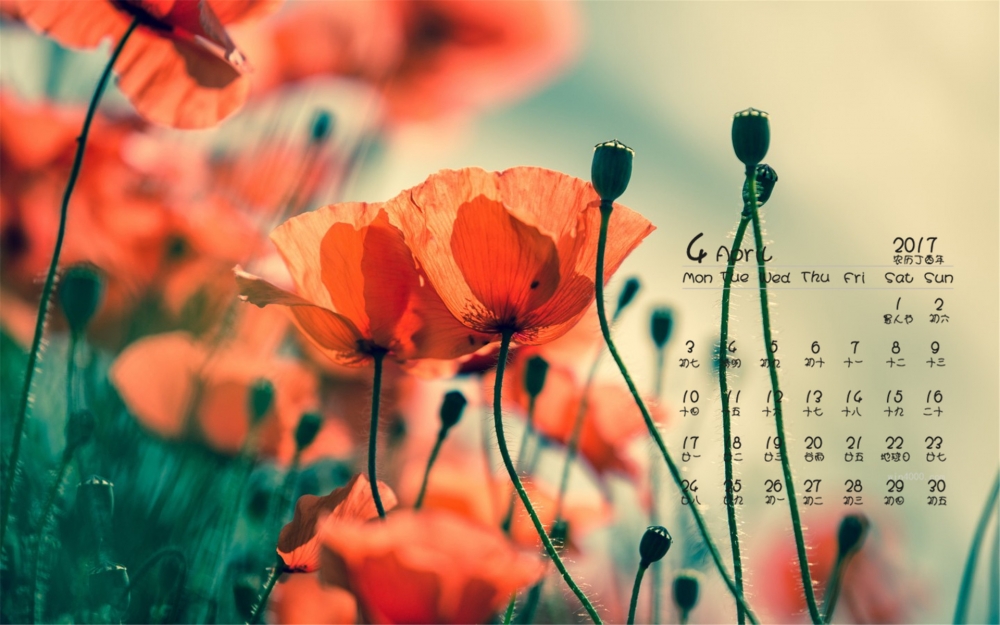 2017年4月好看的红色花卉高清日历壁纸