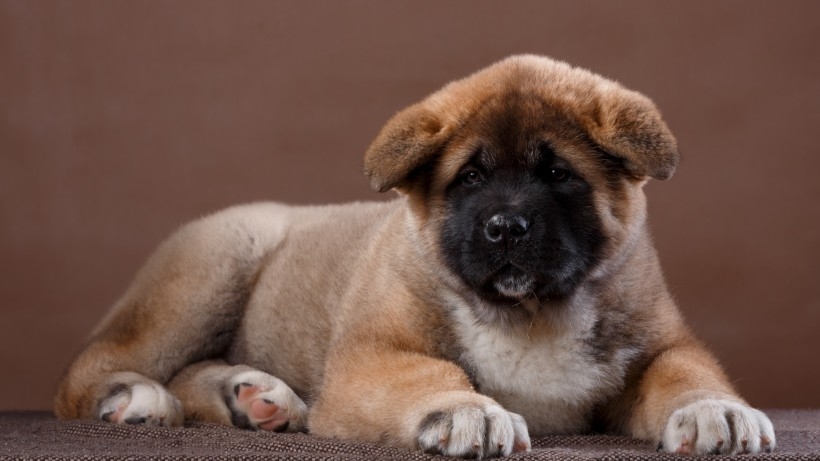 秋田犬狗狗桌面壁纸