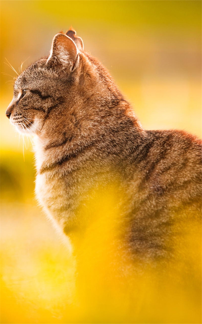 夕阳下的慵懒猫咪手机壁纸