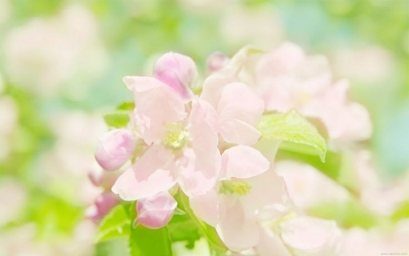 lomo摄影高清植物花卉壁纸大全