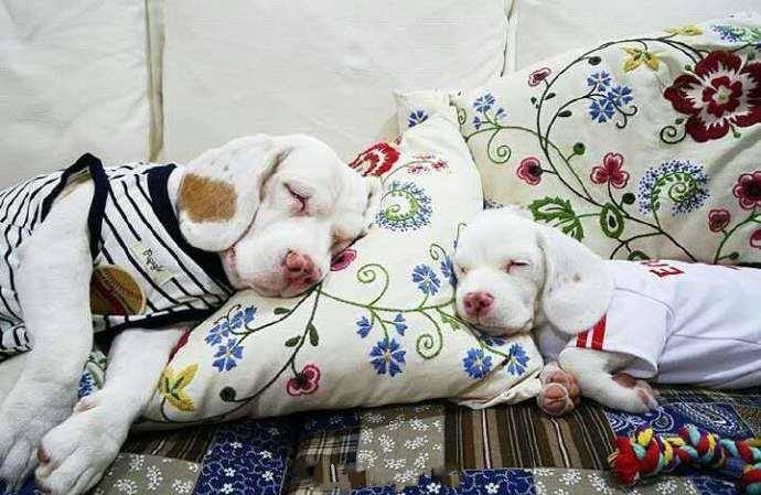 比格犬父子