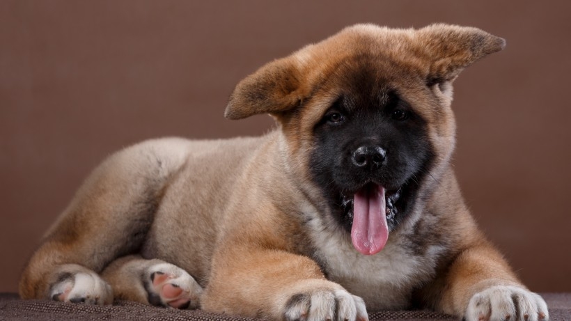 秋田犬狗狗桌面壁纸