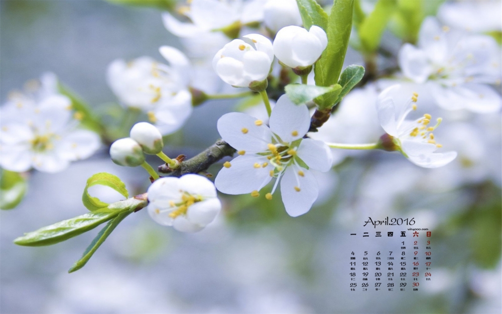 2016年4月日历春天满树梨花唯美风景高清壁纸