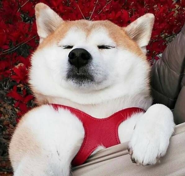 ʚ二哈，是你吗ɞ
