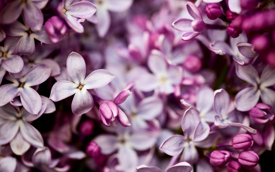 庭园裁种必备花卉紫丁香高清电脑壁纸