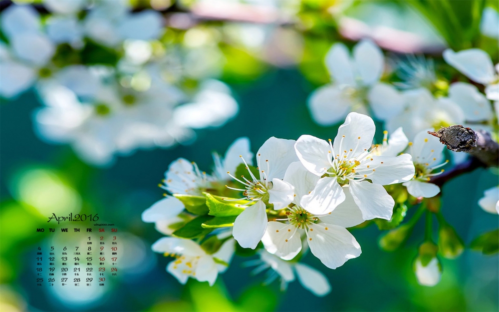 2016年4月日历春天满树梨花唯美风景高清壁纸