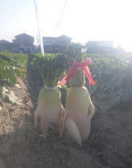 一个关于萝卜的爱情故事
