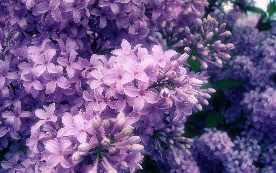 庭园裁种必备花卉紫丁香高清电脑壁纸