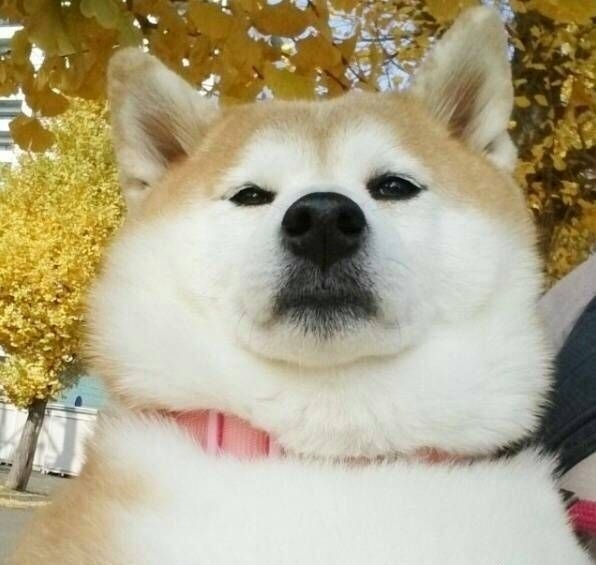 ʚ二哈，是你吗ɞ