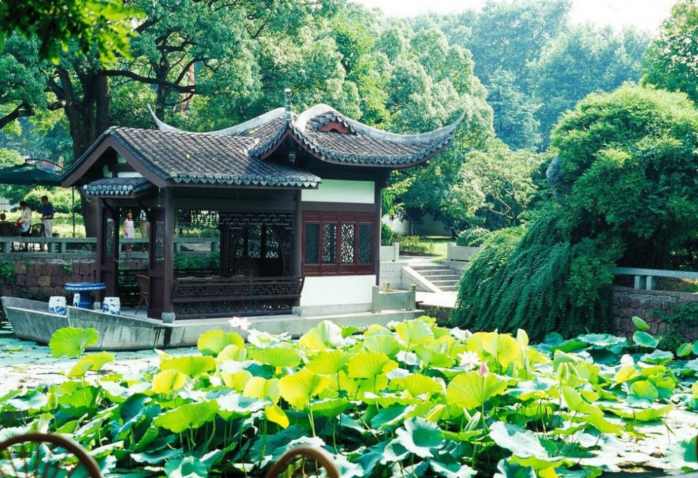 曲院风荷西湖荷叶风景图片集