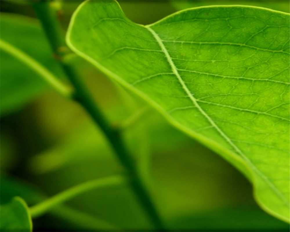 清新绿色植物护眼高清桌面壁纸图片大全
