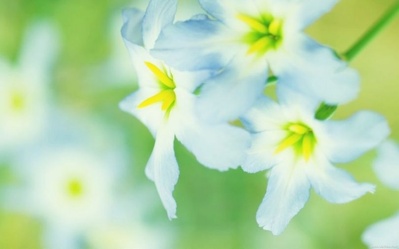 lomo摄影高清植物花卉壁纸大全