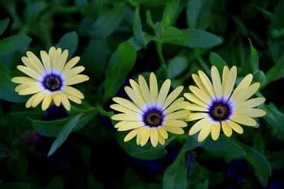 高清近拍花卉新宠蓝眼菊图片赏析