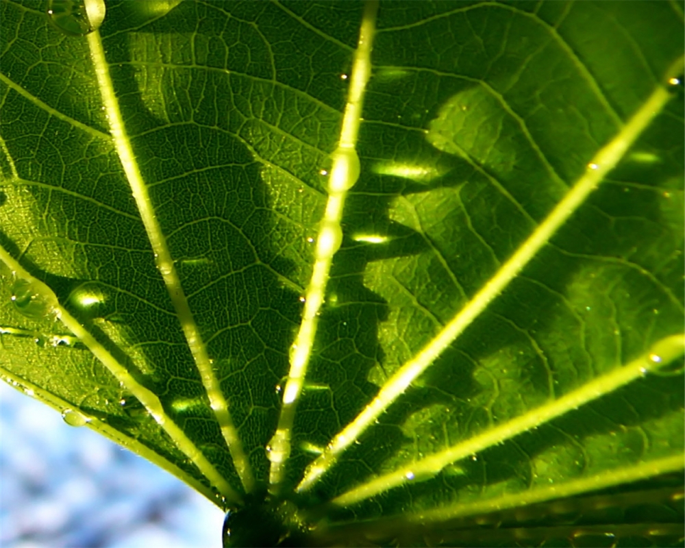 清新绿色植物护眼高清桌面壁纸图片大全