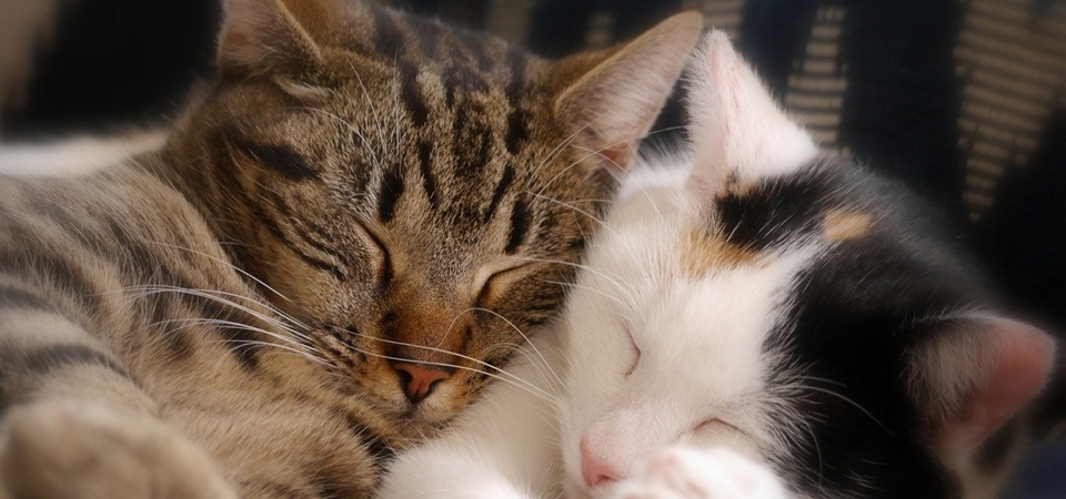睡觉的小猫，一对夫妇的照片，温馨，幸福的小猫猫壁纸