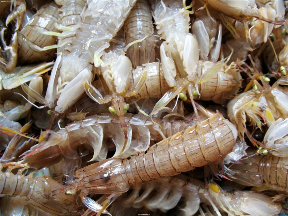 鲜虾海鲜美食图片素材