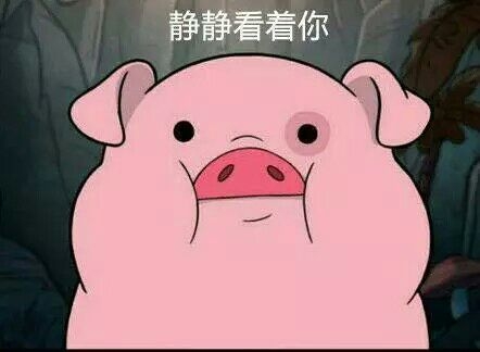 九儿：你是我全世界最喜欢的猪