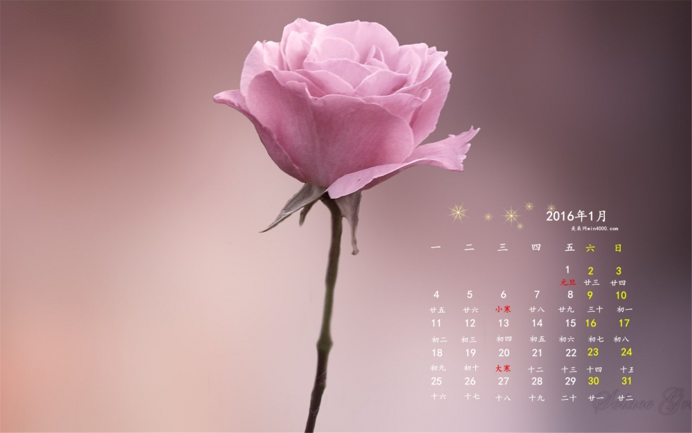 2016年1月日历粉色玫瑰花桌面壁纸下载