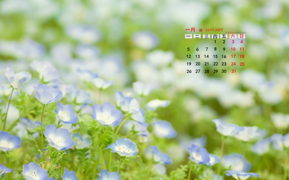 2015年1月日历壁纸唯美好看的清新大自然花朵图片合集第二辑