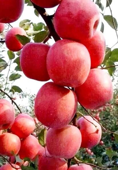 水果红色大苹果图片
