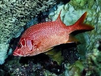 海底的生物