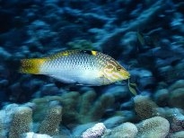 海底的生物
