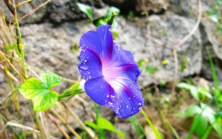 牵牛花摄影精美壁纸