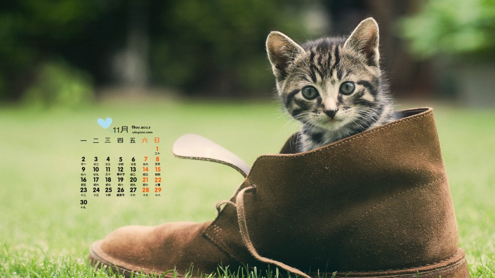 2015年11月日历壁纸躲在鞋子里的小猫咪呆萌图片