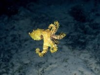 海底的生物