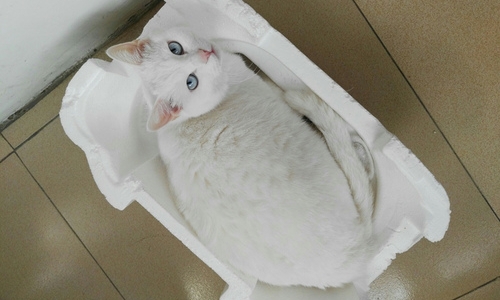 想养一只萌猫吗