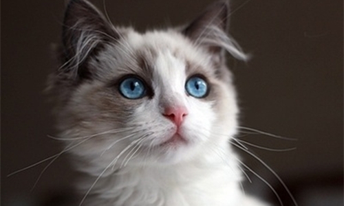 想养一只萌猫吗