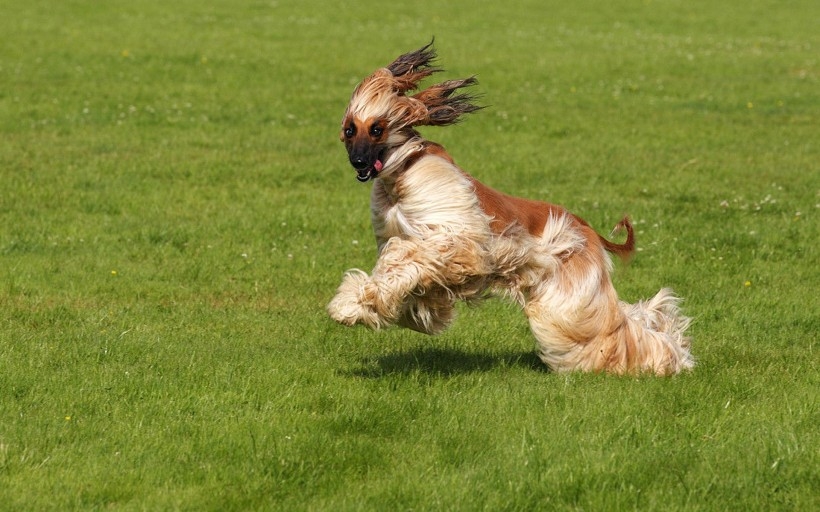 高贵的阿富汗猎犬桌面壁纸