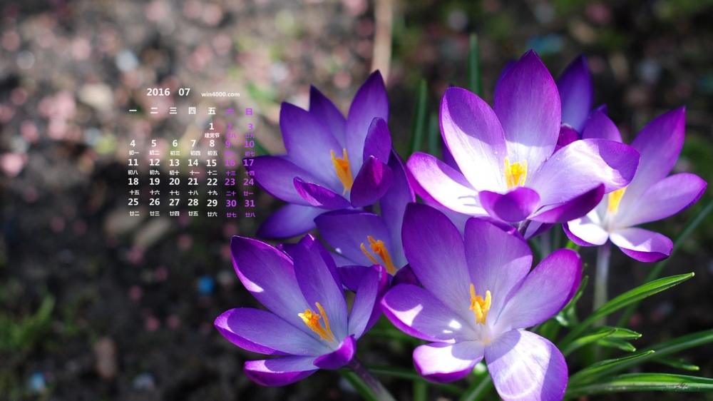 2016年7月日历鲜花摄影壁纸第一辑