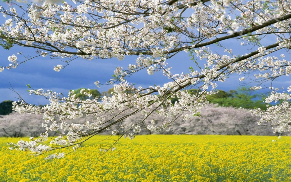 植物桌面壁纸之梨花树下高清