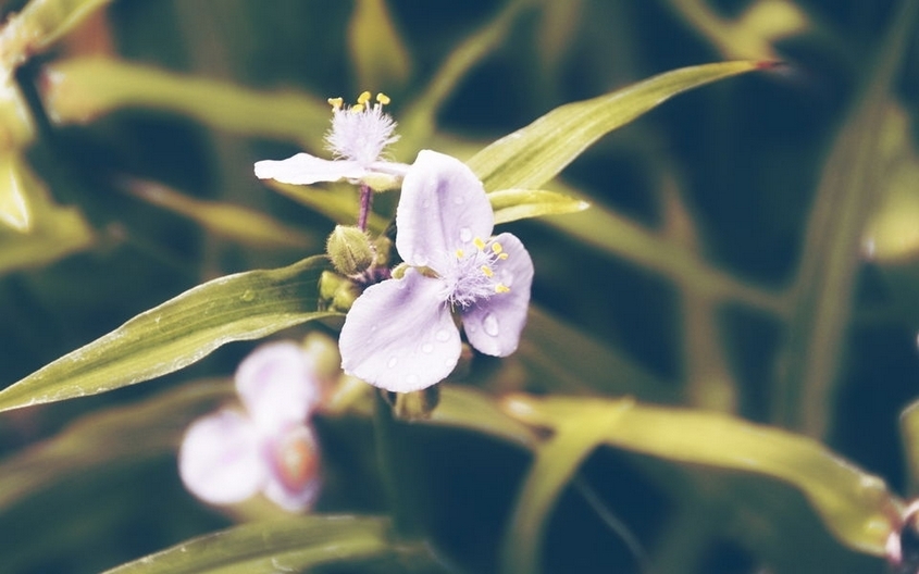 春天百花争鸣高清花卉图片摄影