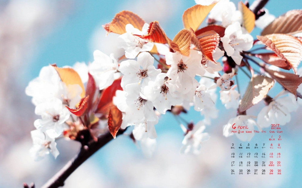 2017年4月精美小清新花朵唯美高清日历壁纸