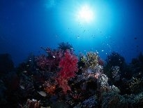海底的生物