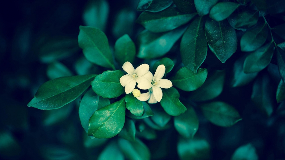 绿色护眼植物桌面壁纸图片大全