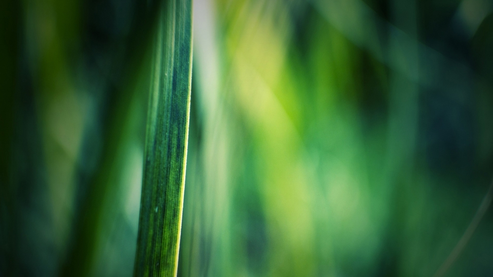 绿色护眼植物桌面壁纸图片大全