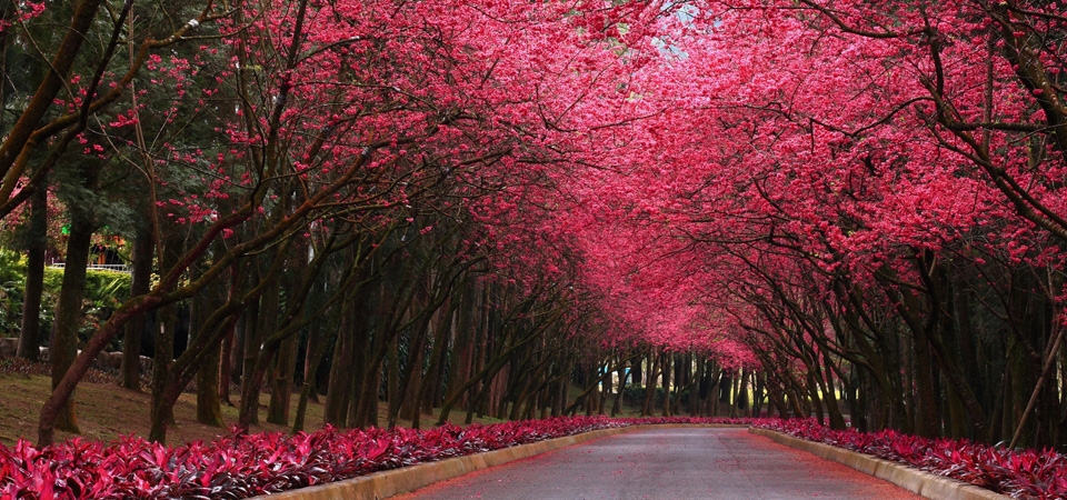 公园,道路,树木,花卉,自然风景桌面壁纸