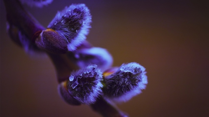 清新植物露珠高清桌面壁纸